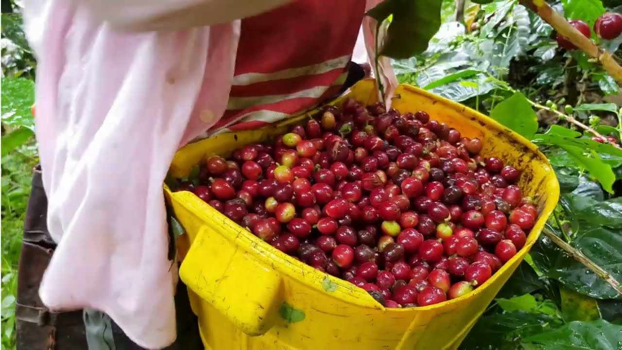 How Coffee Beans Transform: The Story from Farm to Cup