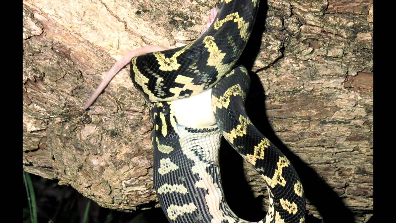 Carpet Pythons