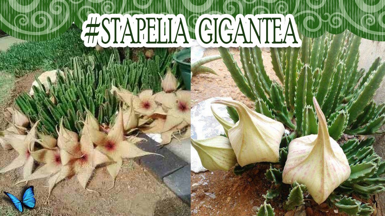 #Suculentadodia! | Stapelia Gigantea