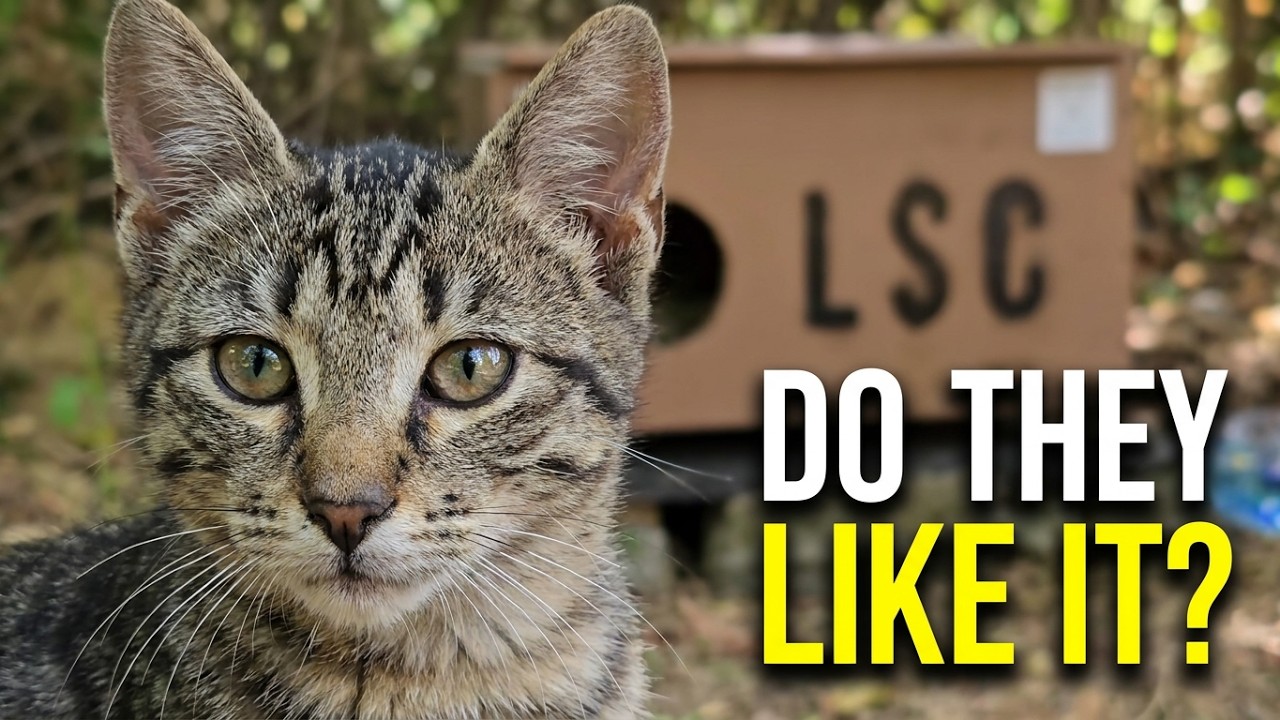 Let’s Go See the Forest Kittens – How They Live in the New House We Built