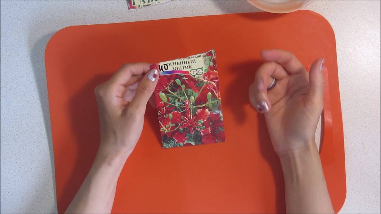 Делоникс Королевский или Огненный зонтик