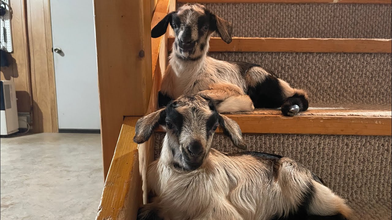 Goat mother dies after Birth | Now I am the mama of the Twin Alpine Goat kids
