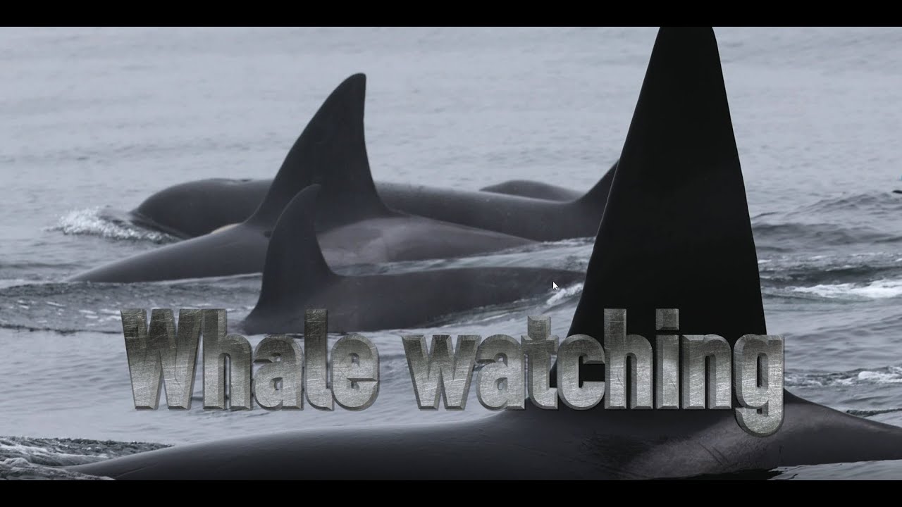 California USA Whale Watching at Monterey Bay at June 2025 4K