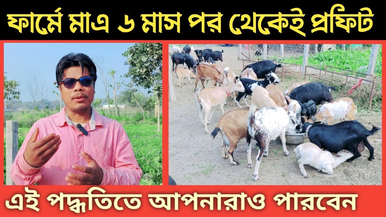 ছাগল পালন করে মাত্র ৬ মাসেই কিভাবে লাভ করা সম্ভব | ছাগলের দ্রুত ওজন বৃদ্ধি | fattening goat farm