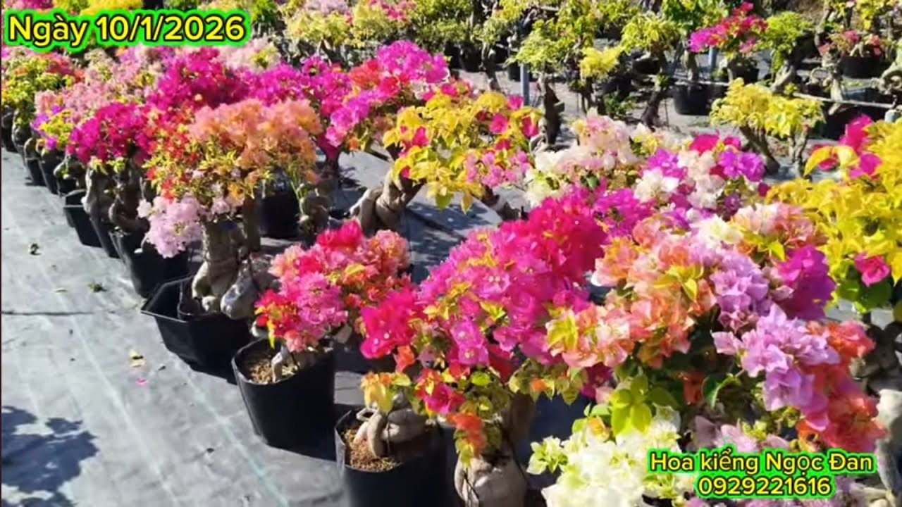 10/1/2026. Combo hoa giấy giống mới giá rẻ