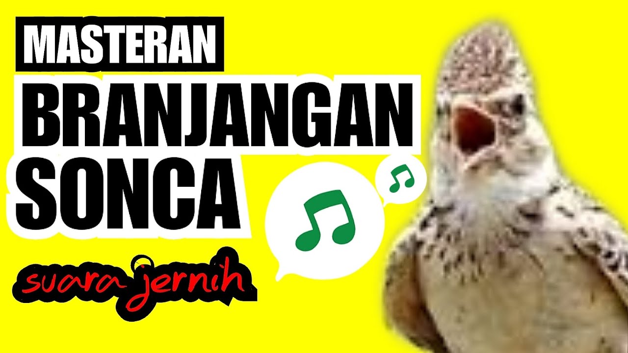 BRANJANGAN SONCA Masteran dengan suara jernih