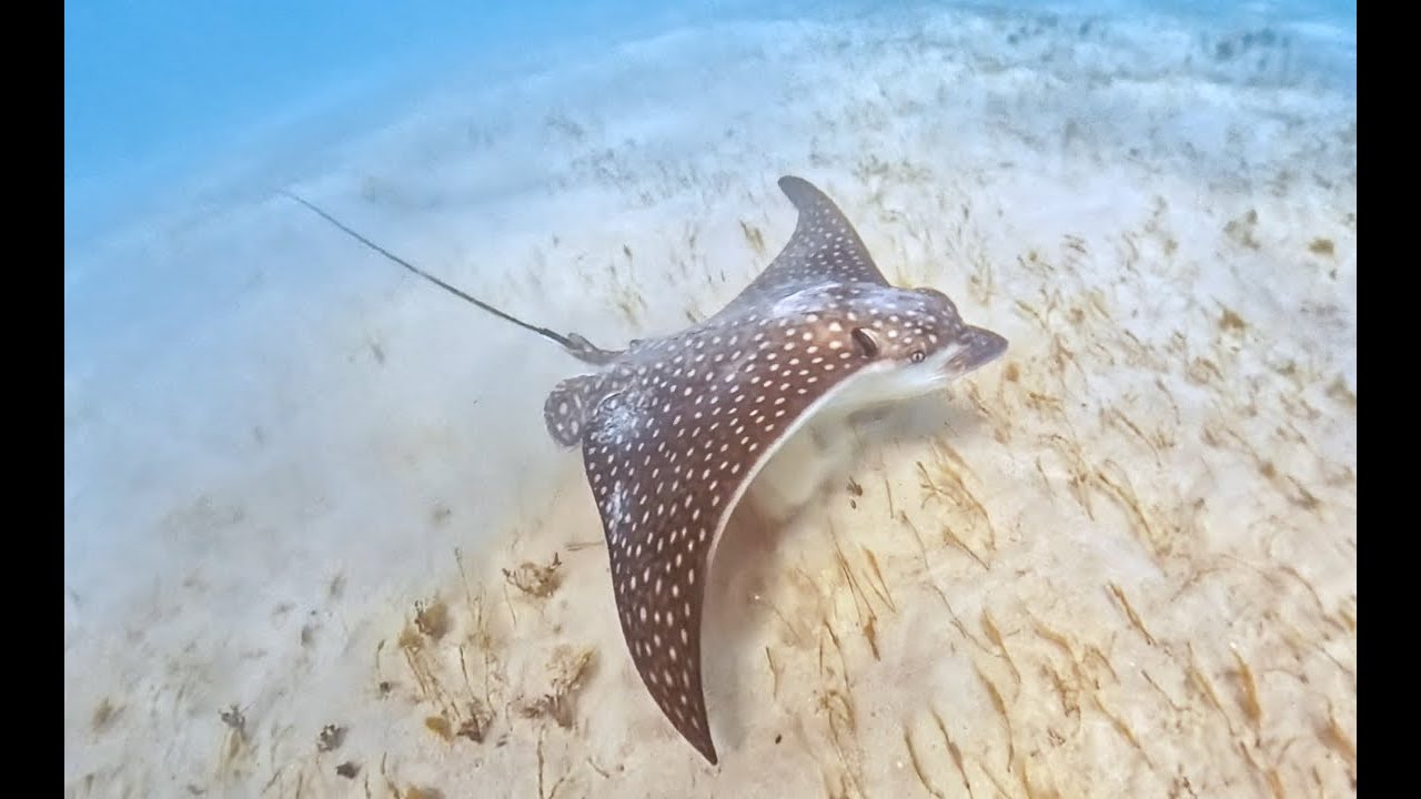 Grenadines Islands Cruise - Tobago Cays Snorkeling