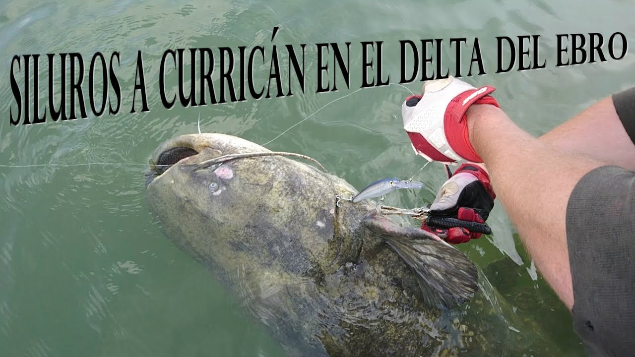 siluro a curricán en el delta del Ebro