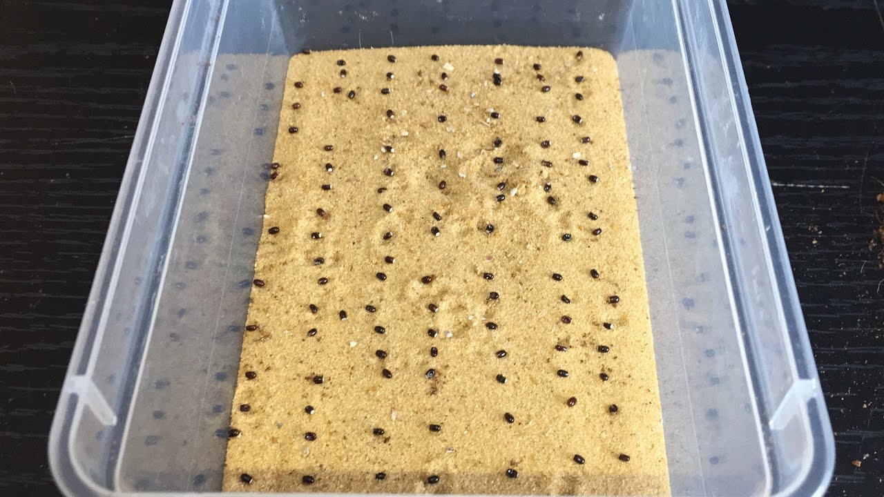 Separating Platymeris Biguttatus Eggs, Plus Feeding Adults.