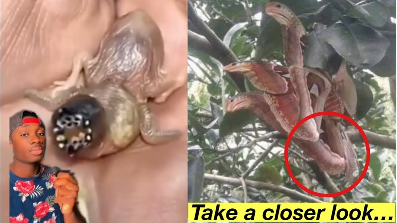 When Nature Gets a Little Too Creative….