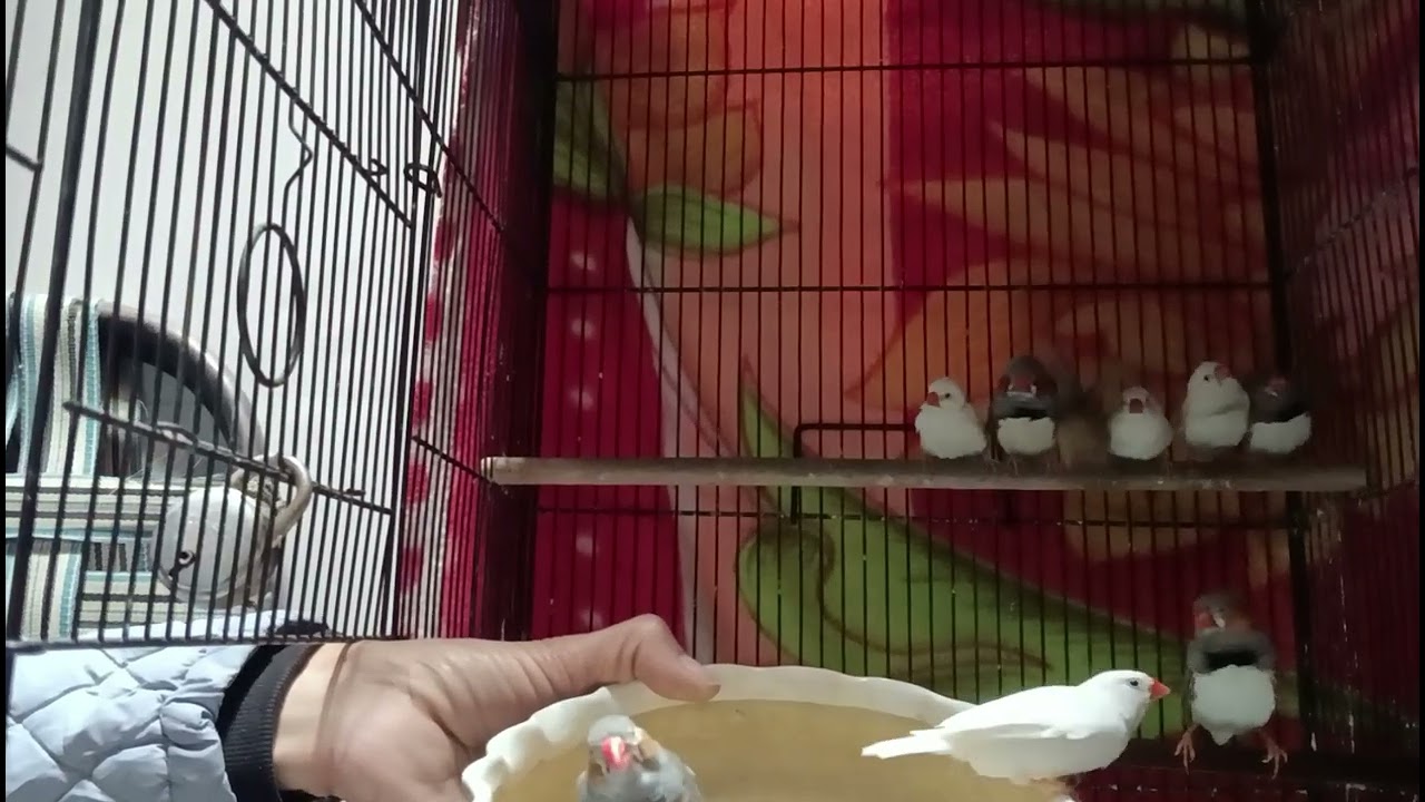Finches activity (video-574) #zebrafinches #hardeep_lally #birds #shorts #sparrow 