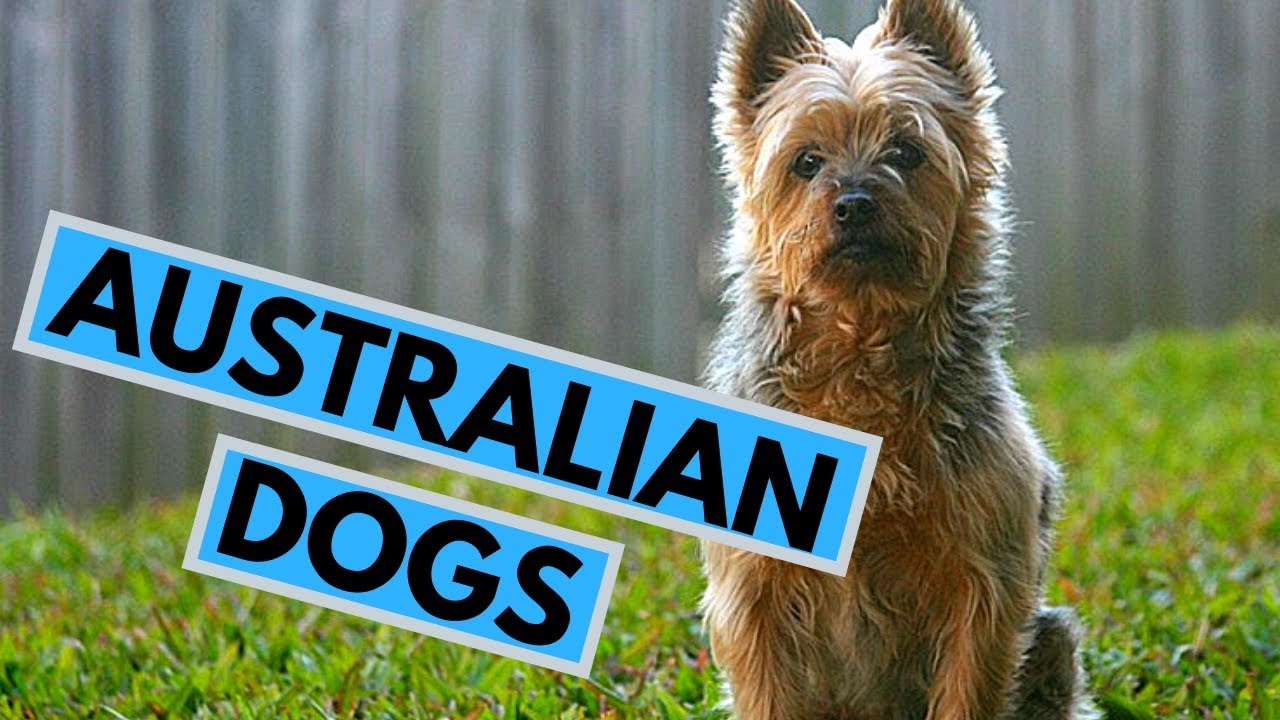 TOP 10 Australian Dog Breeds