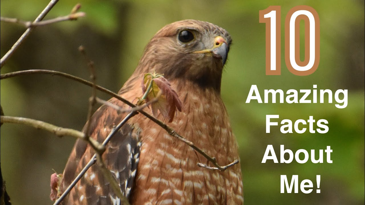 10 Amazing Facts About Red Shouldered Hawks
