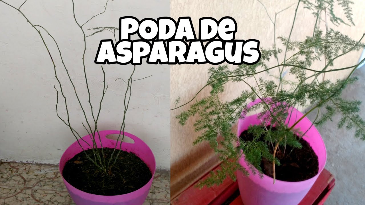 Como podar planta Asparagus setaceus // Poda velo de novia