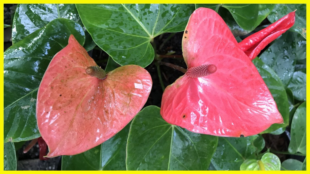 ඕන එකක් තෝරගන්න පුළුවන් | රු.800, රු.1000 සිට | Anthurium Plants | Alankara Plants - 0711656785🥰