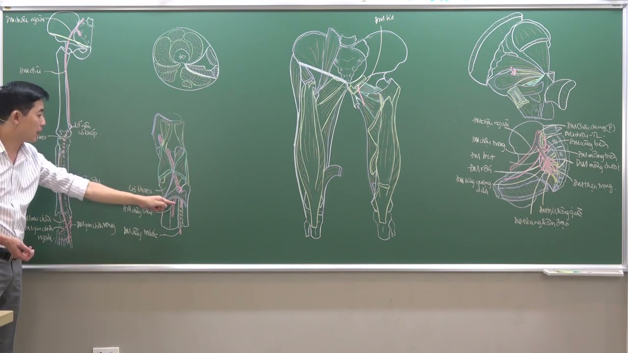 CHI DƯỚI: MẠCH CHI DƯỚI - (1) TỔNG QUAN MẠCH CHI DƯỚI