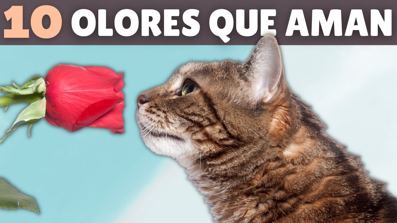 10 OLORES que los gatos AMAN 🌹