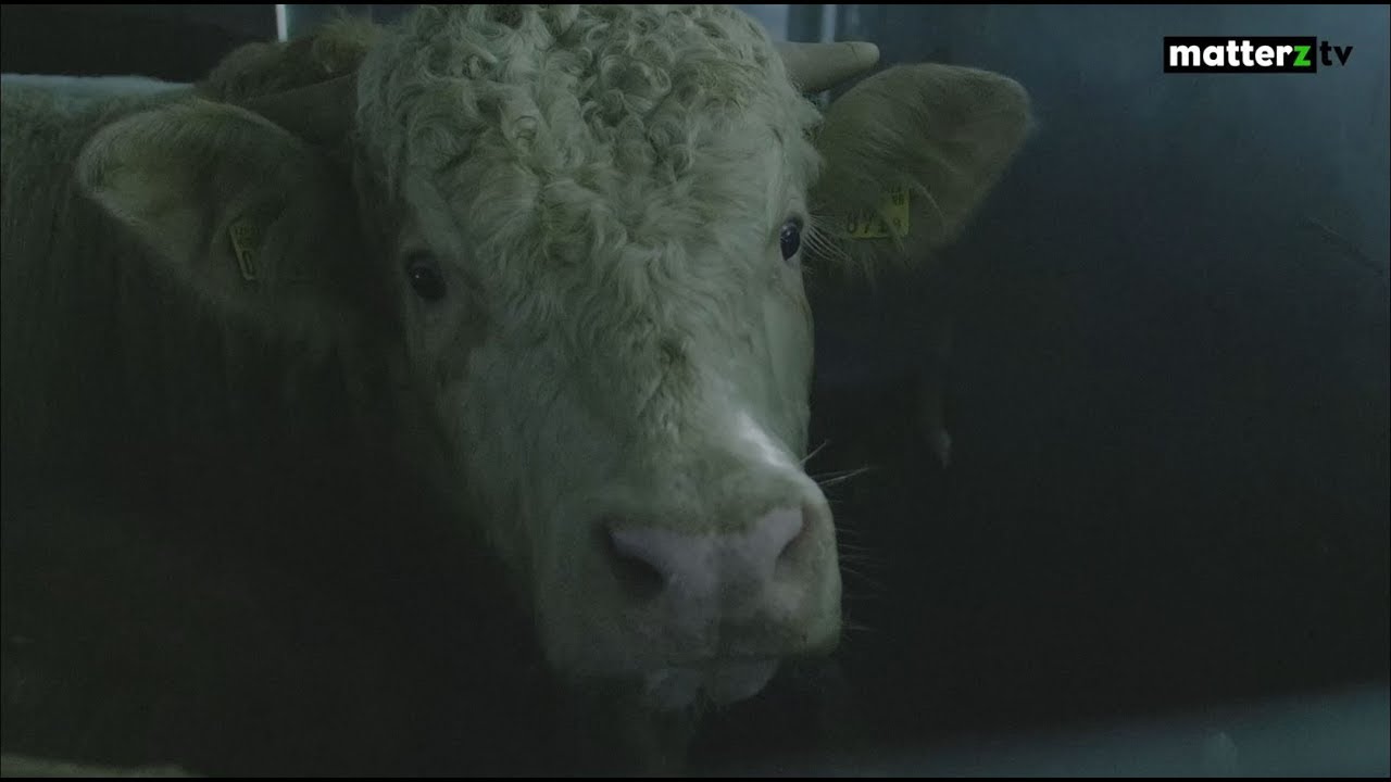 Zurich Animal Save Vigil / Schlachthaus-Nachtwache in Zürich