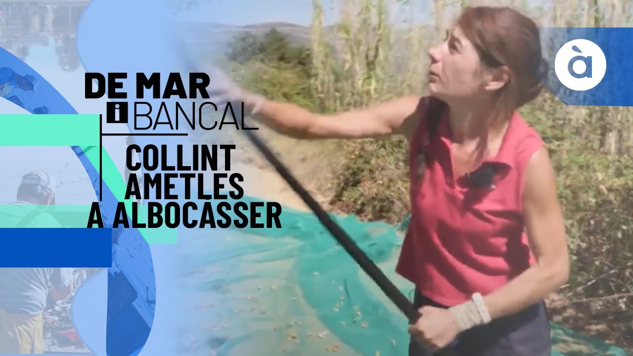 Collint ametles a Albocàsser - De mar i bancal