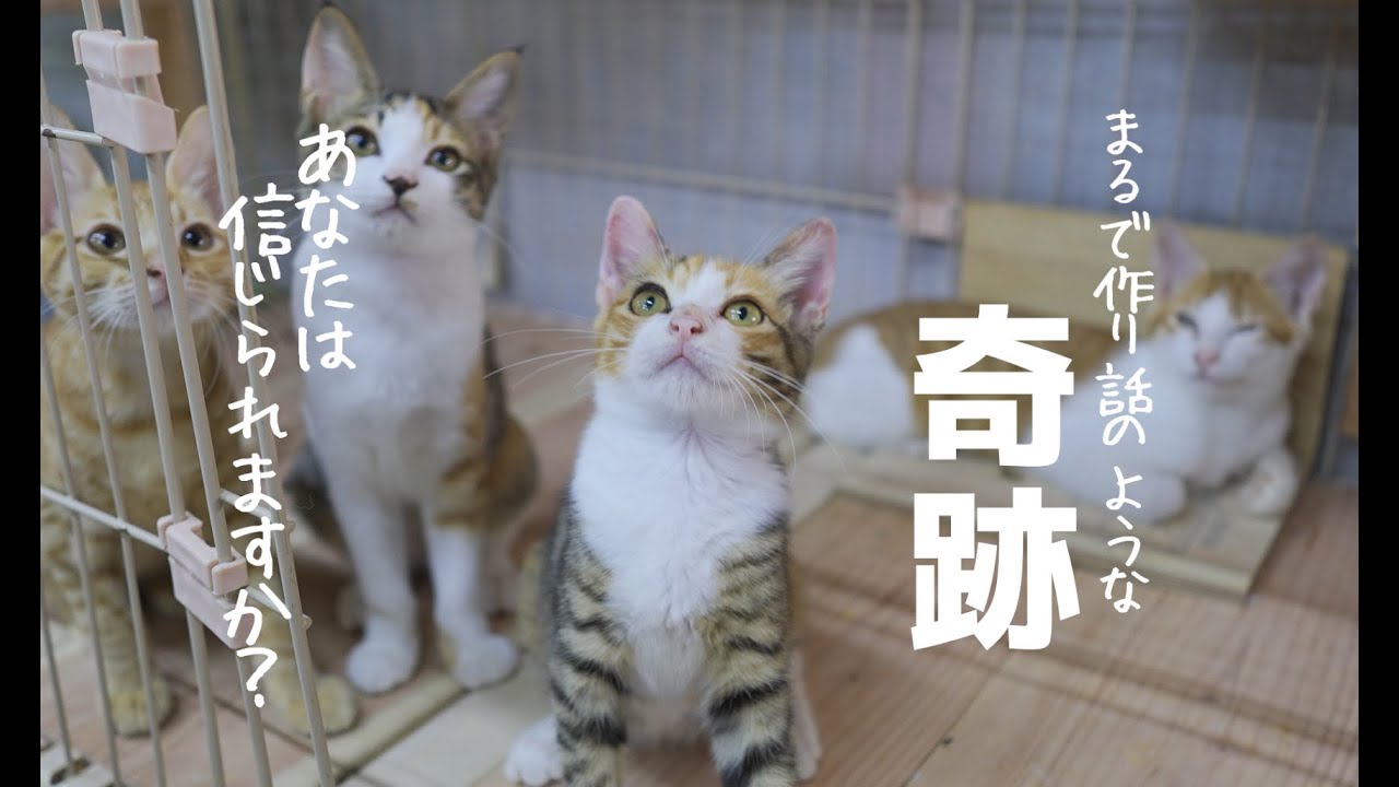 こんな奇跡、信じられる？行方不明だった子猫、1ヶ月後の再会😹#保護猫  #CAT #kitten  #子猫