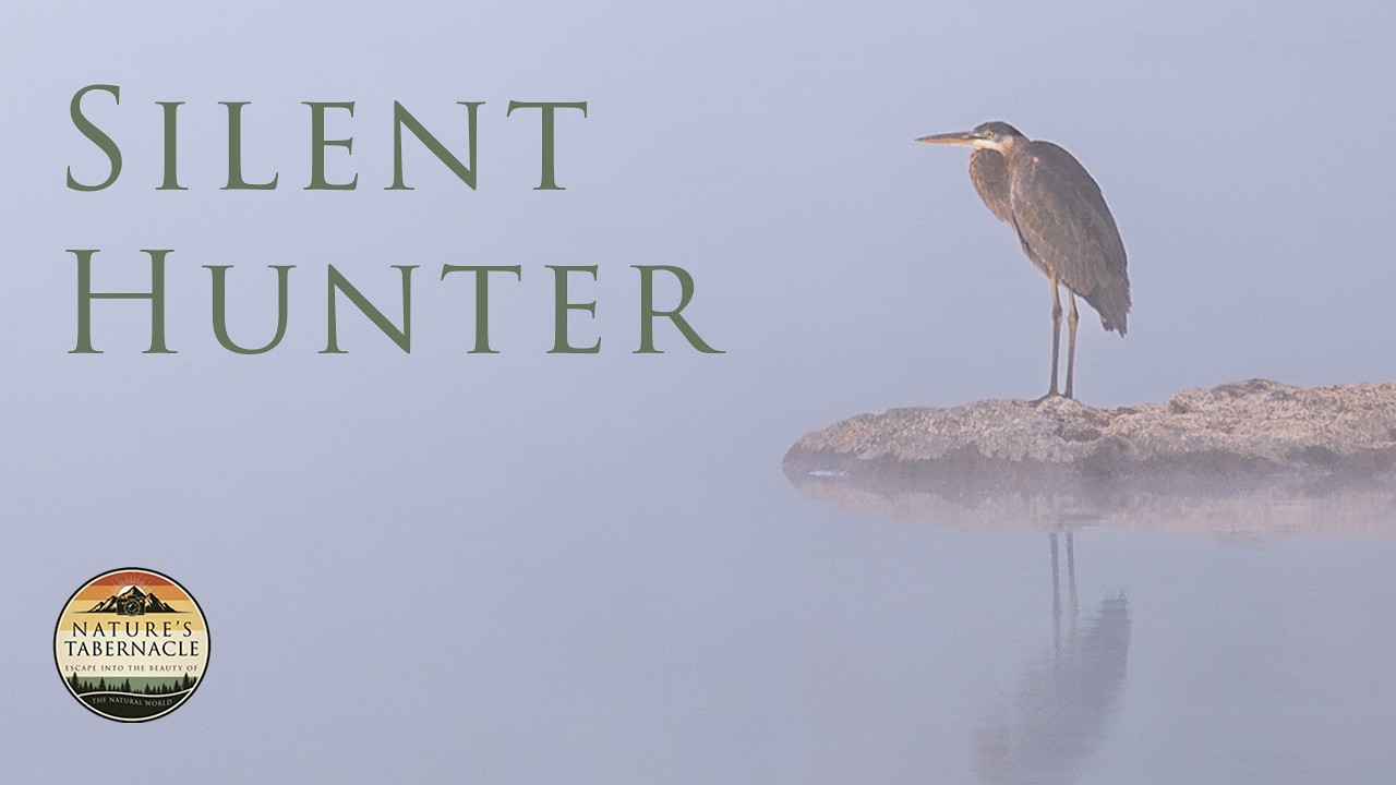 Meditative Moments: The Great Blue Heron | Grace & Patience #naturetranquility