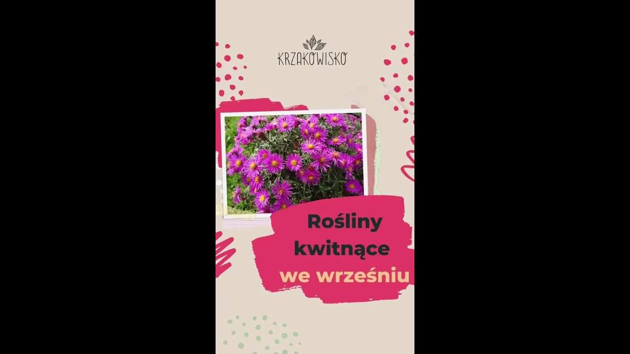 Co kwitnie we wrześniu?