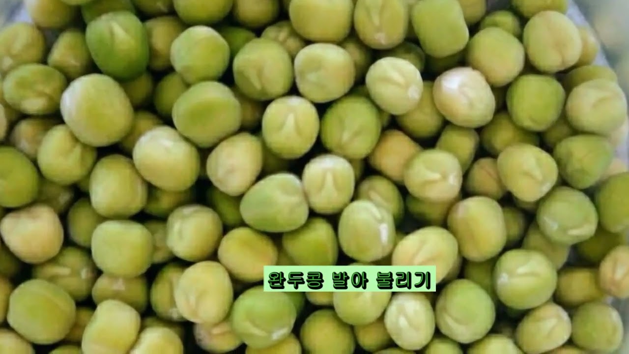 오랫동안 바싹 건조된 완두콩 발아 불리기.  재생목록. 검색으로 다양한 영상 구경하세요 ~
