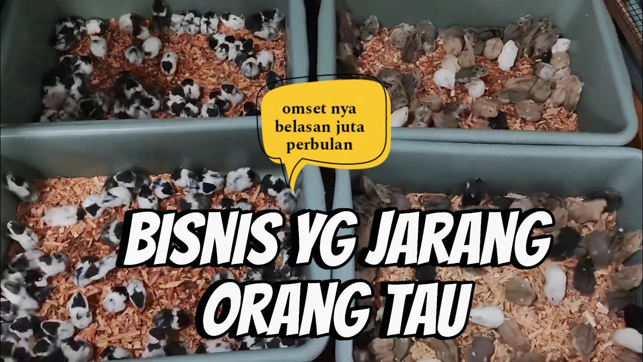 CARA TERNAK HAMSTER ‼️hasilkan BELASAN JUTA perbualan hanya dari rumah 