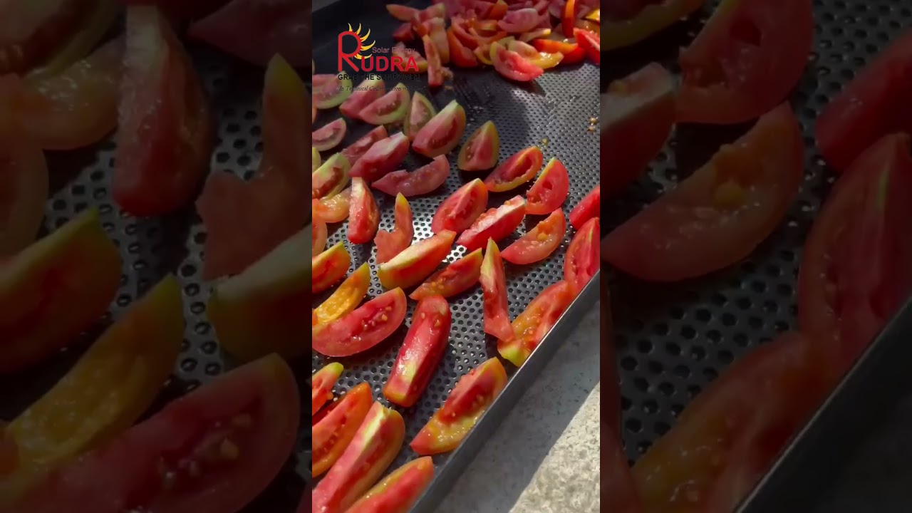 Tomato Processing Using Solar Dryer Solar Dryer For Tomatoes #solardryer #tomato