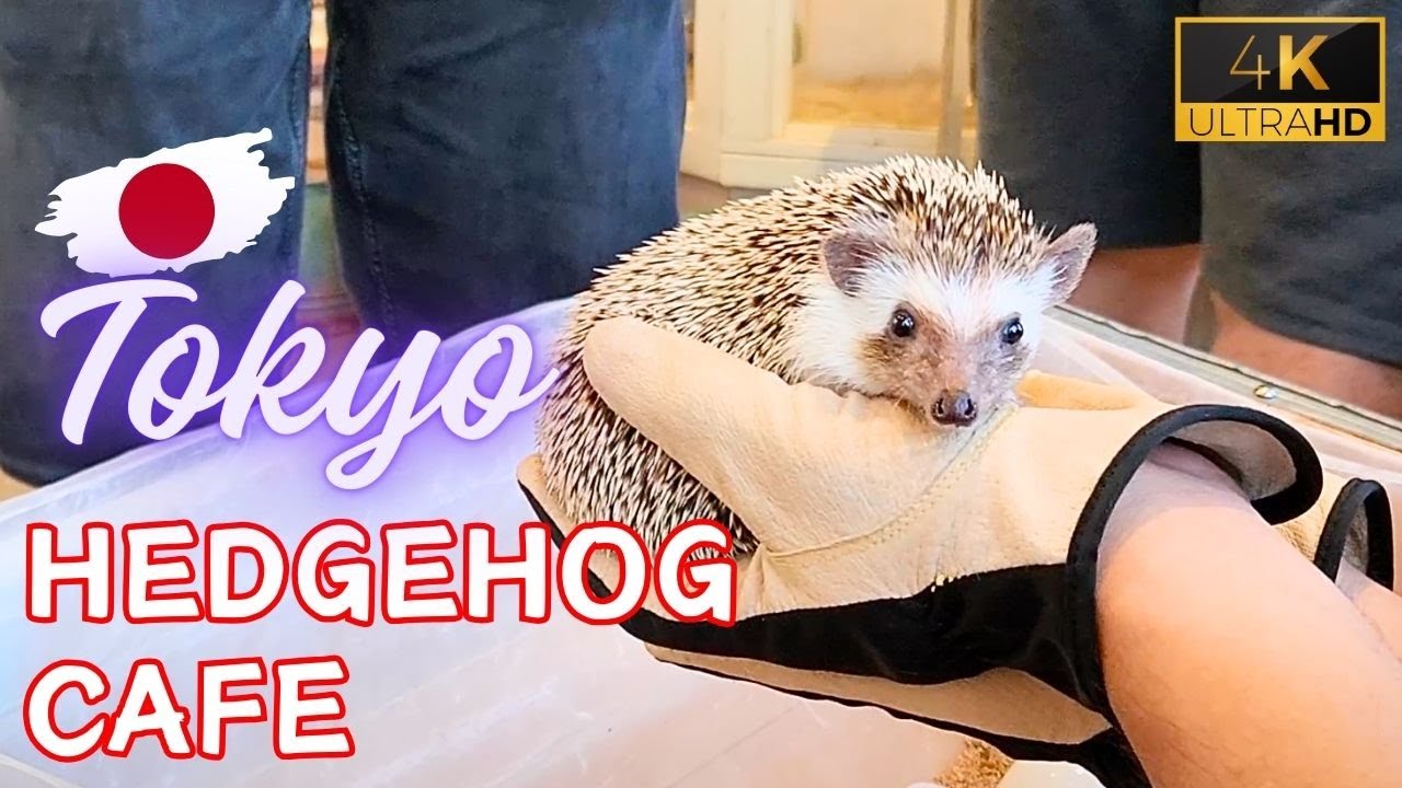 Лучшее в Токио кафе с ежами🦔 Японское кафе с милыми животными. Путешествие в Японию с выдрами и к...