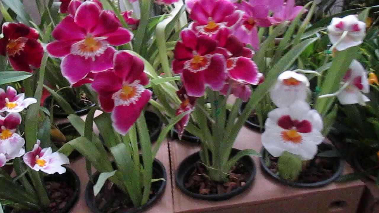 A MAIOR EXPOSIÇÃO ONLINE DE ORQUÍDEAS !!!