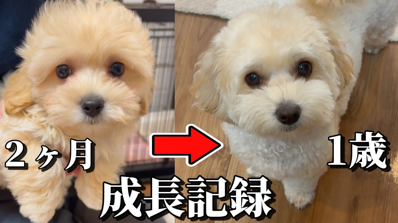 【マルプー子犬】生後２ヵ月から成犬になるまでの成長記録。可愛さや体重の変化に驚きが止まらない。