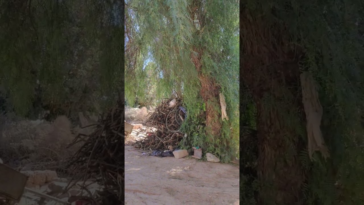 Good morning #حياة_الريف #امازيغيه #nature #اكسبلور #مراكش #امازيغن #تصويري #مغربي #تيك_توك #cat