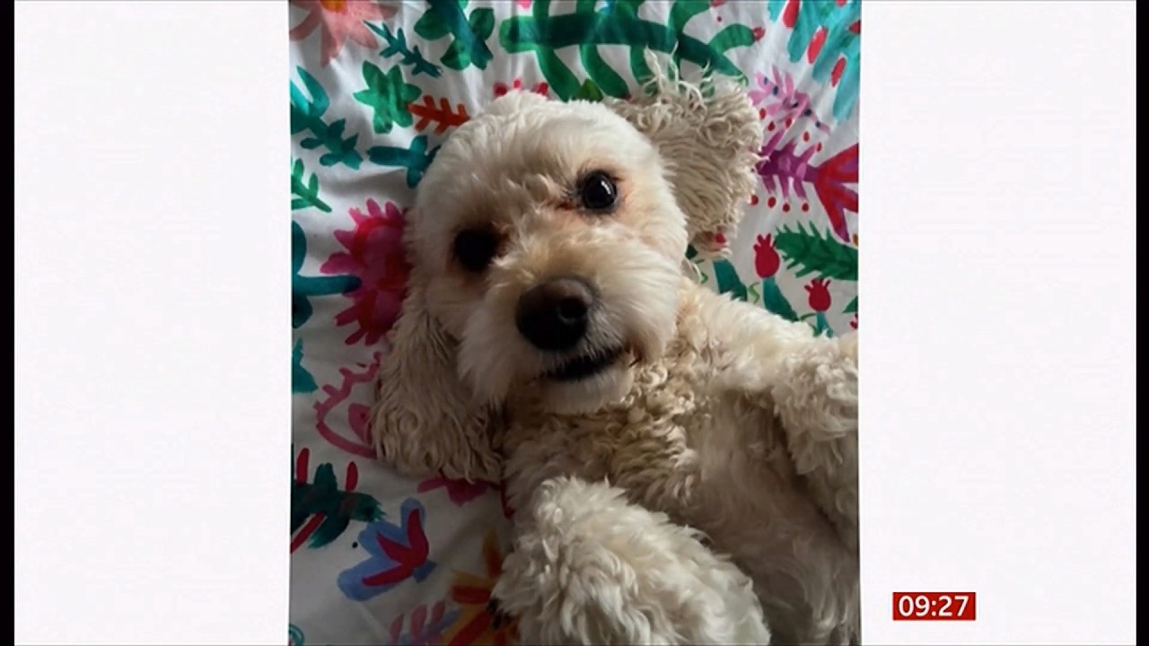 'Designer' dog owners report more problem behaviours, vets warn (UK) 19/Mar/2026