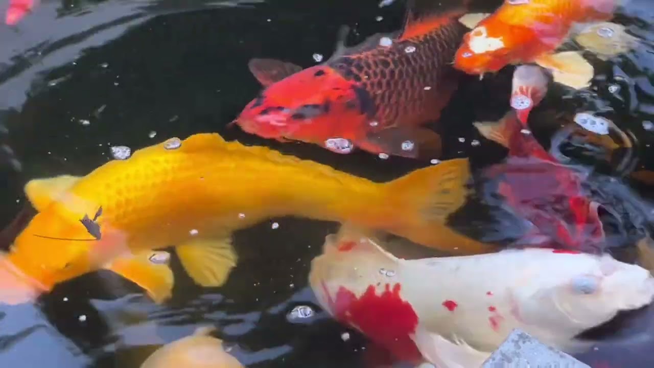 Algues filamenteuses bassin de jardin. Comment apparaissent-elles?