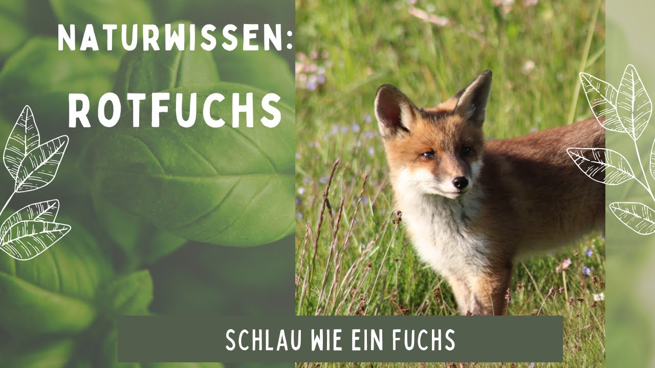 Naturwissen: Fuchs - schlau und anpassungsfähig!