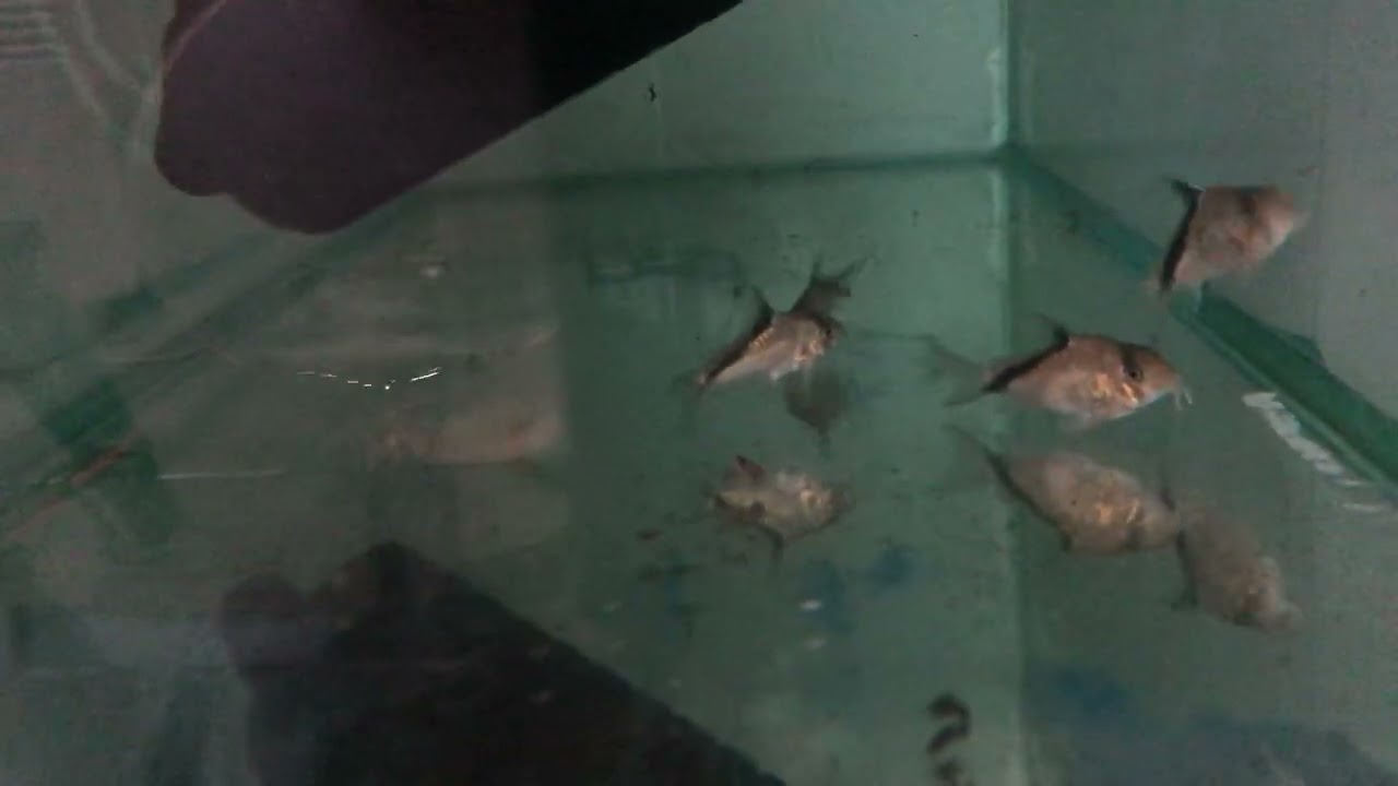Коридорас Мелини (Corydoras melini)