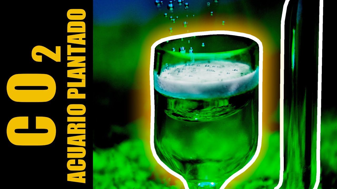 EL CO2 EN EL ACUARIO PLANTADO | GUIA PARA PRINCIPIANTES | AQUA WAI
