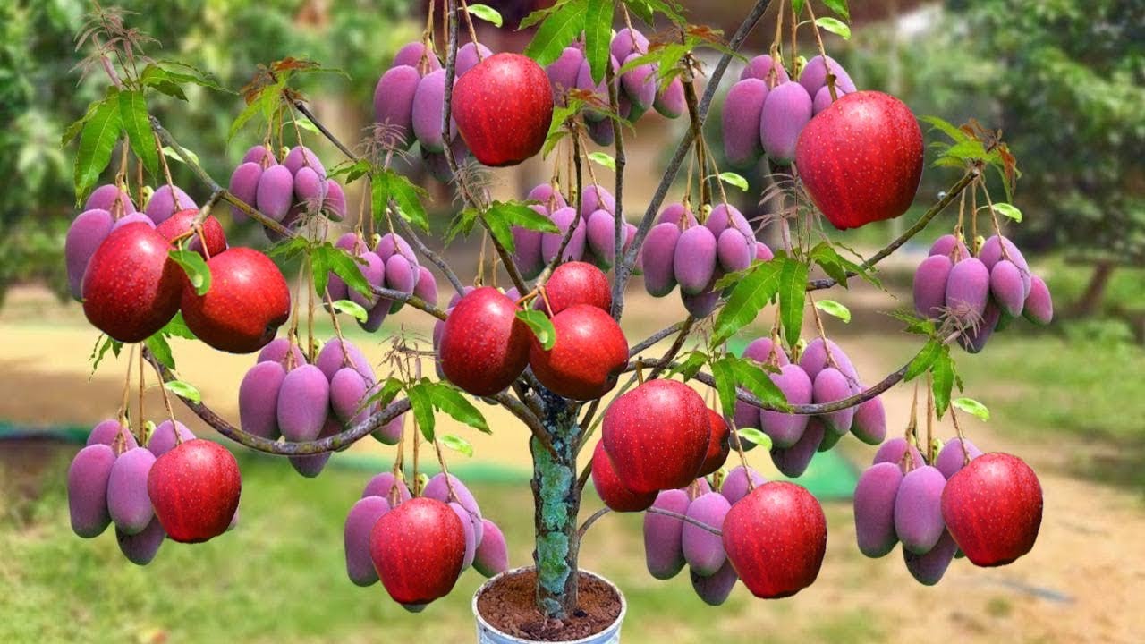 Reproducing Mango Trees in Apples Fruit to Get More Fruit in The Shortest Possible Time