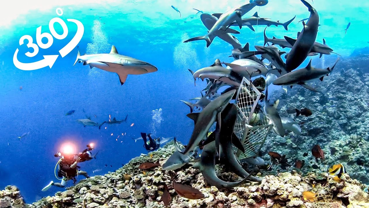 【360°VR】Shark Feeding Frenzy in the Coral Sea - Great Barrier Reef with Divers Den 5.6K Video