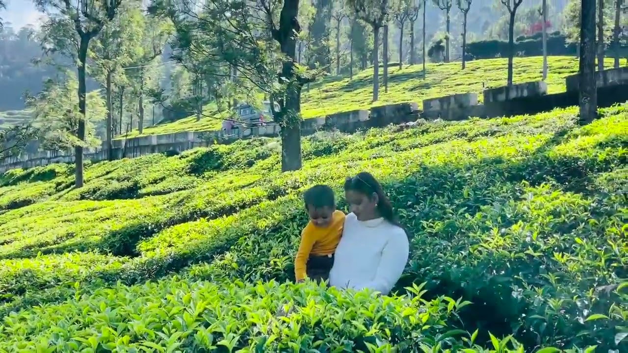 Tea garden 