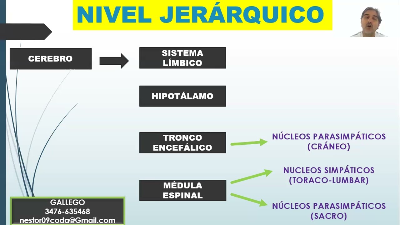 Vídeo de fisiología SNA