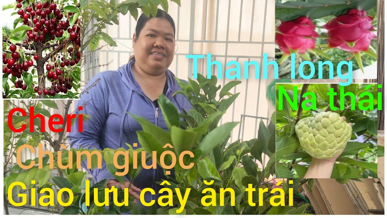 Hồng cây giống giá rẻ miền tây giao lưu cây ăn trái mít,na thái,chanh mỹ 