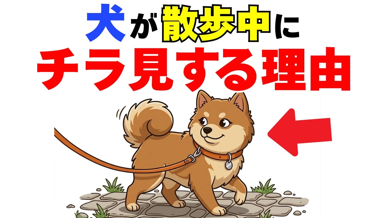 【犬の雑学】犬が散歩中にチラッと振り返る理由とは？
