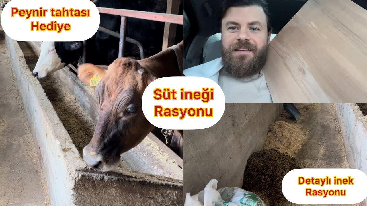 SÜT İNEĞİ RASYONU / İNEKLERİMİZİ NASIL BESLİYORUZ / HARİKA PEYNİR TAHTASI