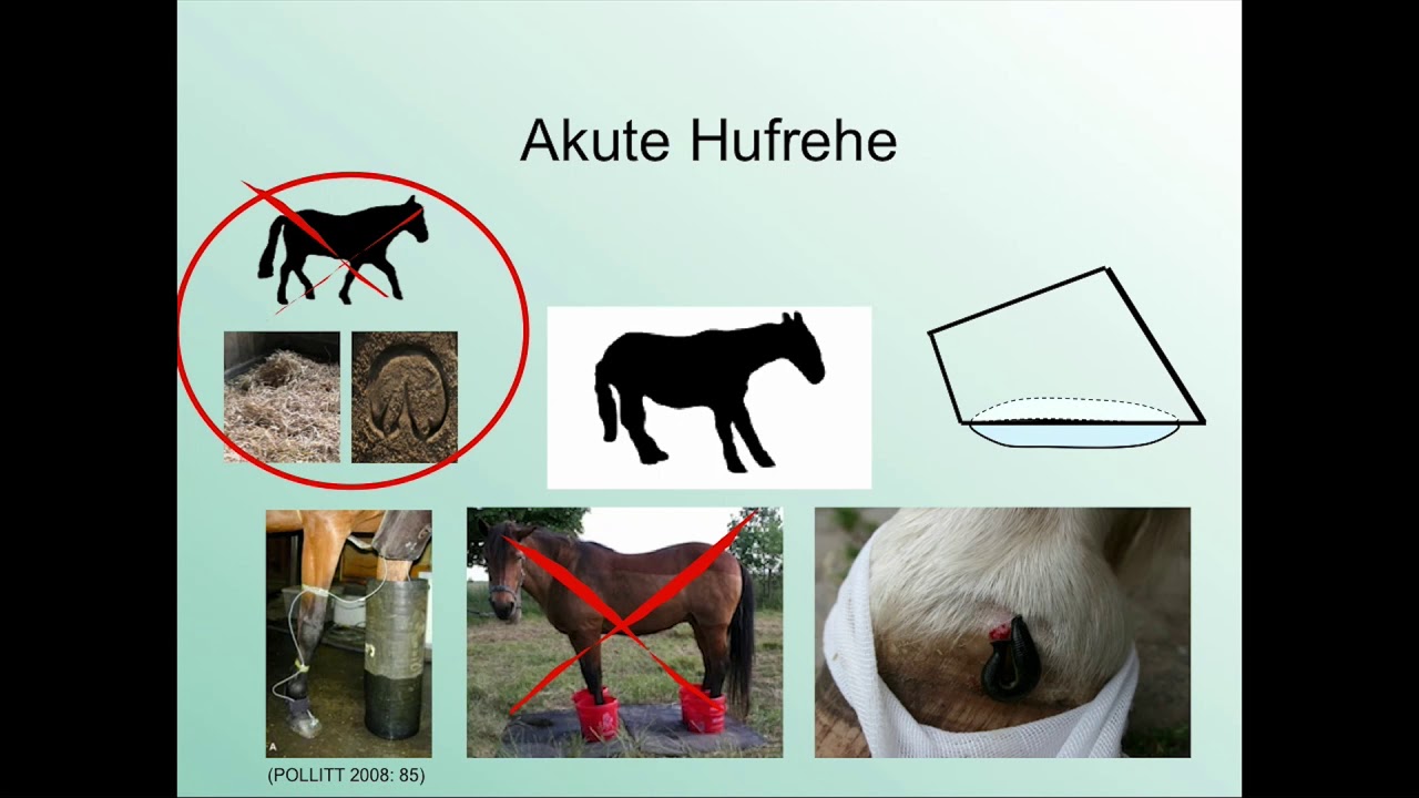 Hufrehe: Das Potential des Barhufes bei der Sanierung von Hufreheschäden Teil 4