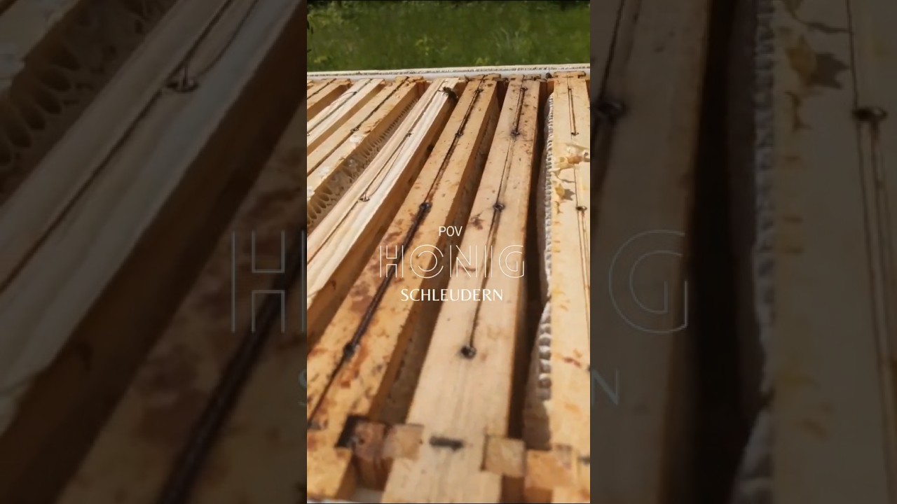 POV: HONIG SCHLEUDERN#honey #honig #bee #honeybee #honigbiene #beekeeping #hamburg #hoisdorf #nature
