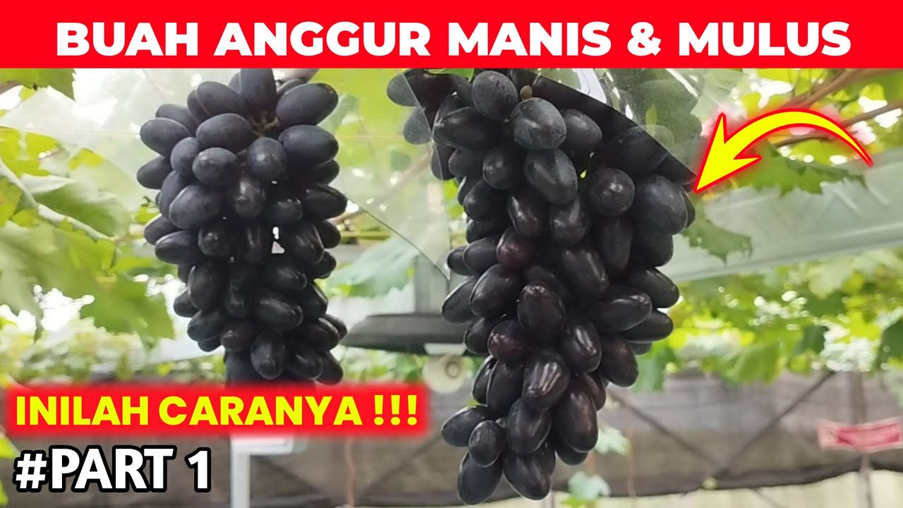 Cara Agar Buah Anggur Manis & Mulus Tanpa Pecah Atau Rusak | Part 1