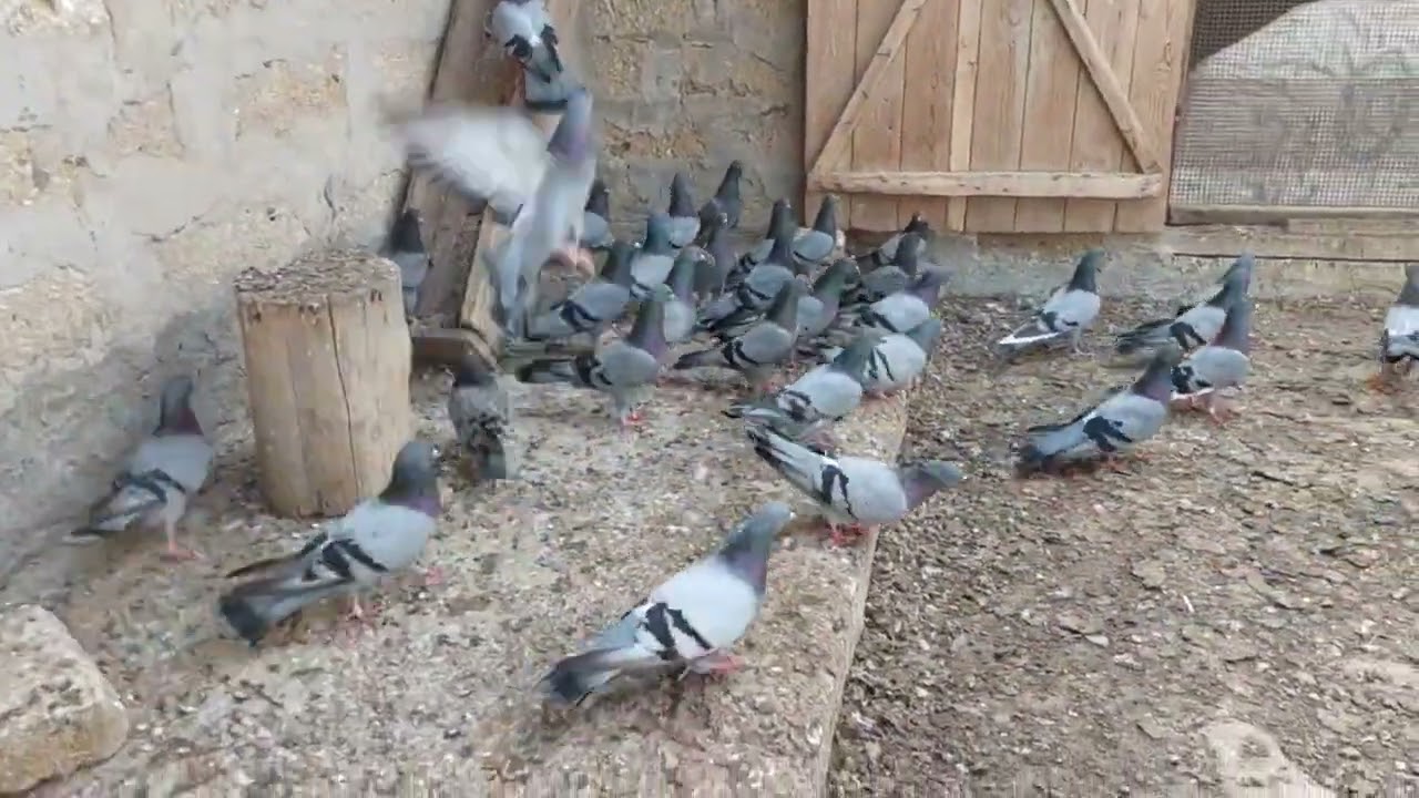 Turkan Goyleri satilir tel 0709490888 #bakigoyercinleri2023 #goyercinler #goyercin #pigeons#guvercin