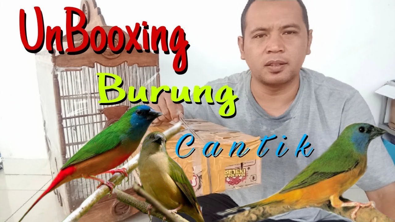 Bondol ijo binglis ,pint tailed parrot finch